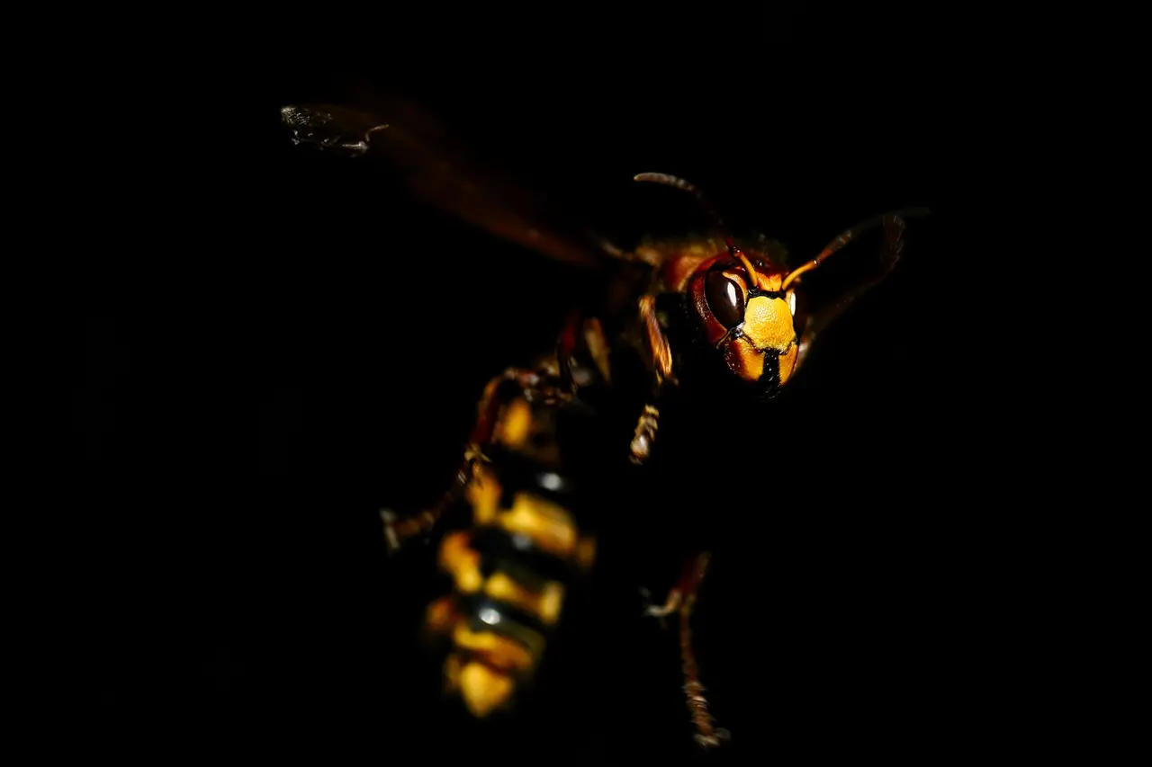 Aggressive Wasp Removal