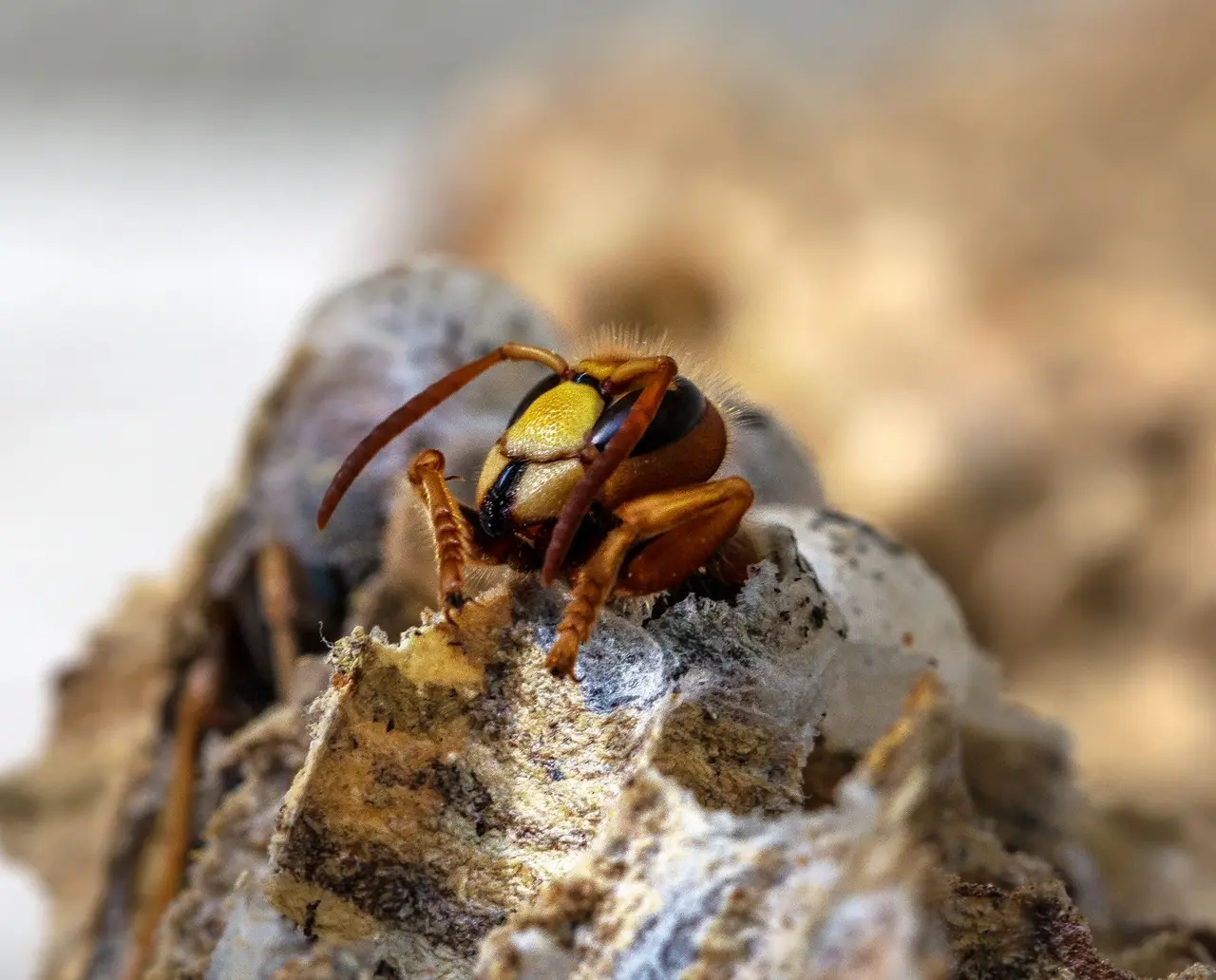 Emergency Hornet Removal