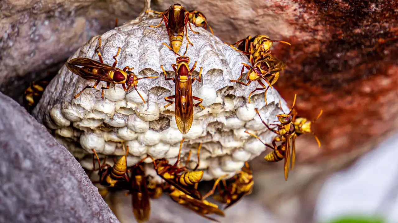 Ground Wasp Nest Removal