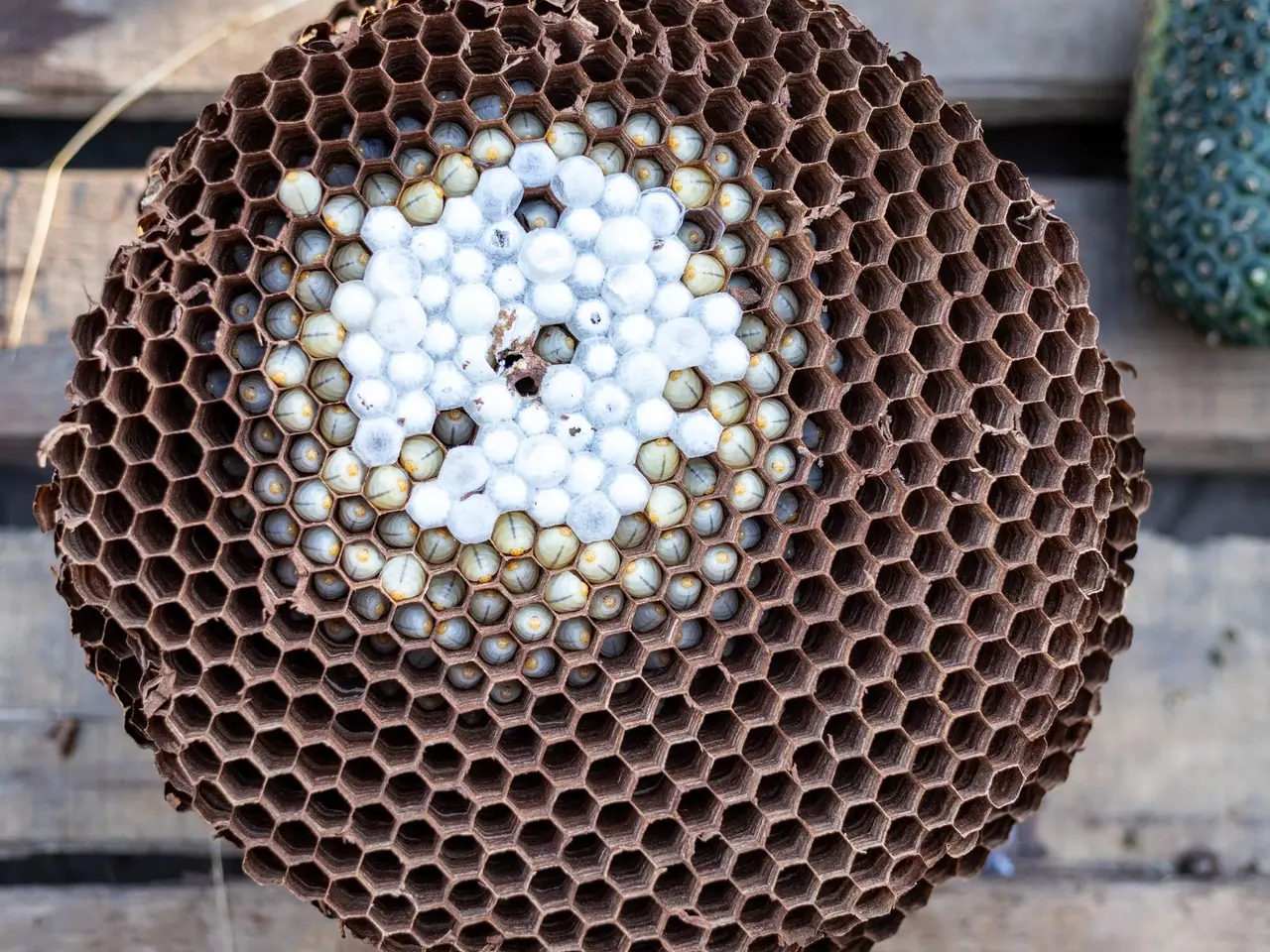 Hornet Colony Extermination