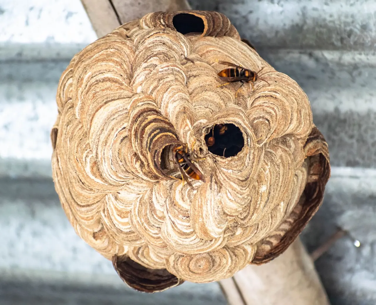 Hornet Nest Removal