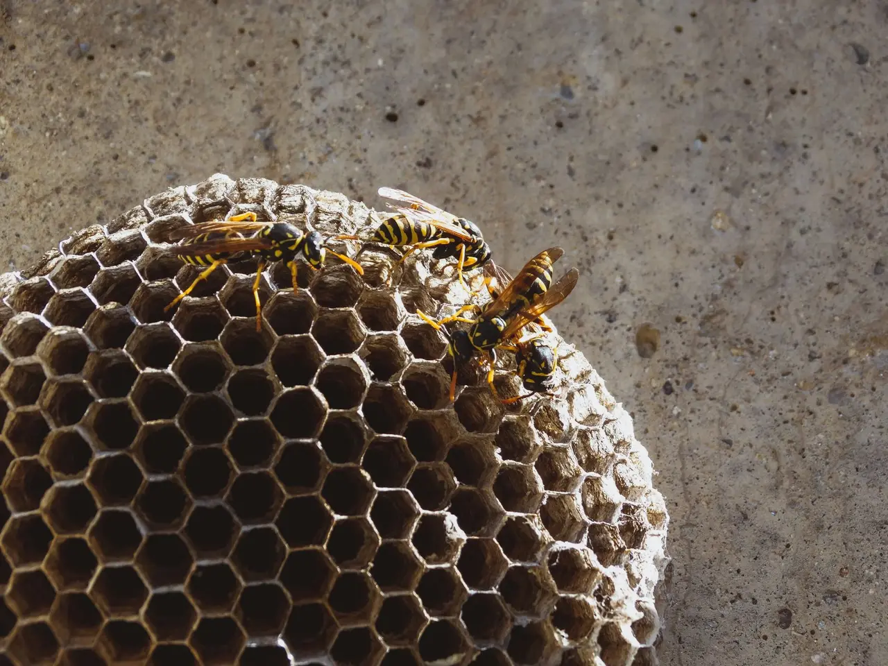 Paper Wasp Nest Removal