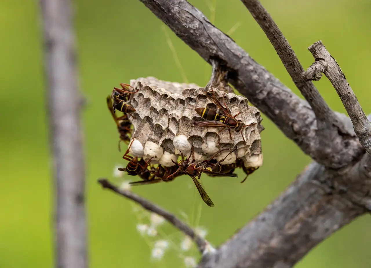 Residential Wasp Control