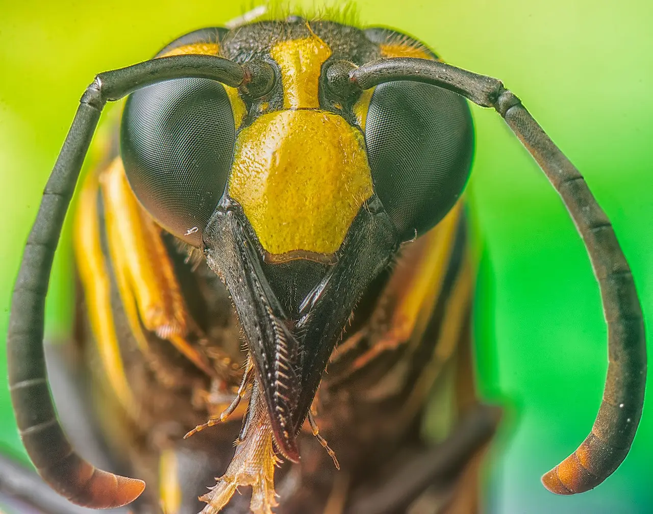 Stinging Wasp Extermination