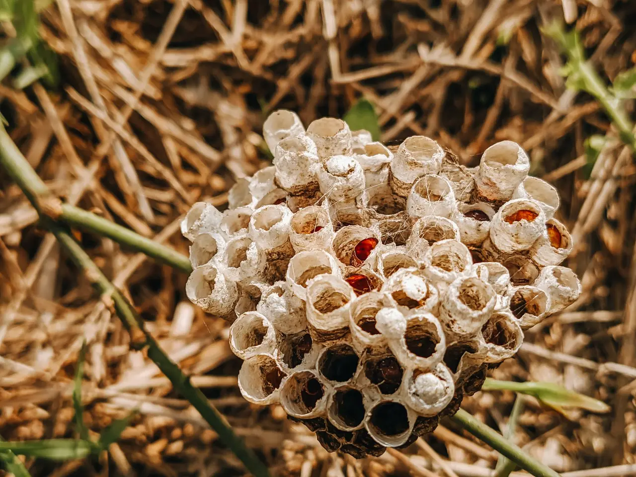 Underground Wasp Nest Removal