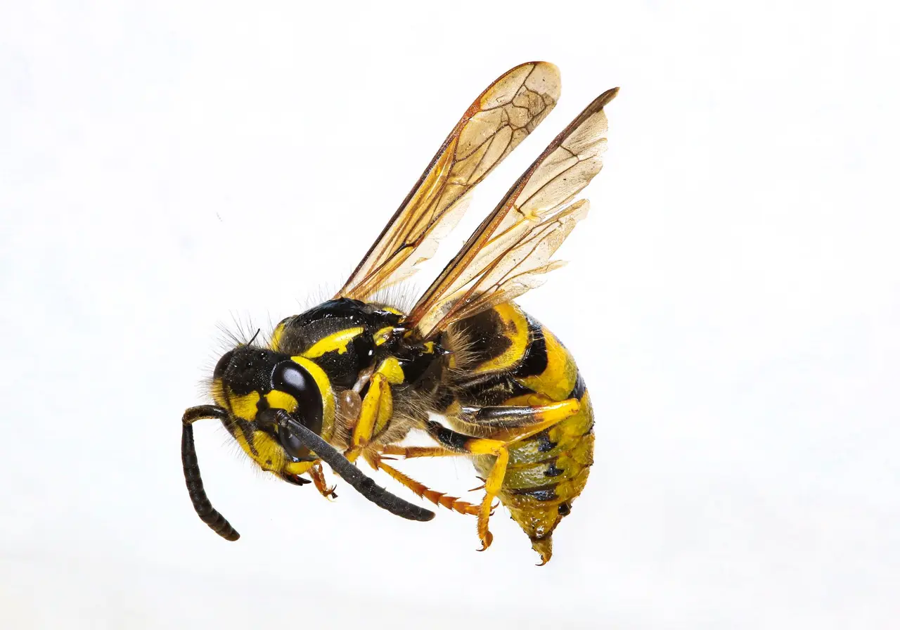 Wasp Colony Removal