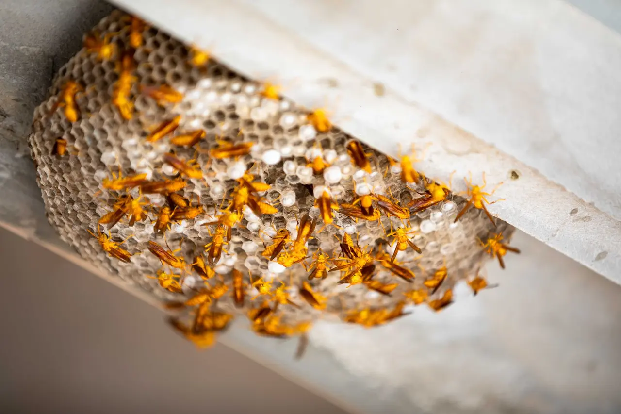 Wasp Nest Removal from Attic