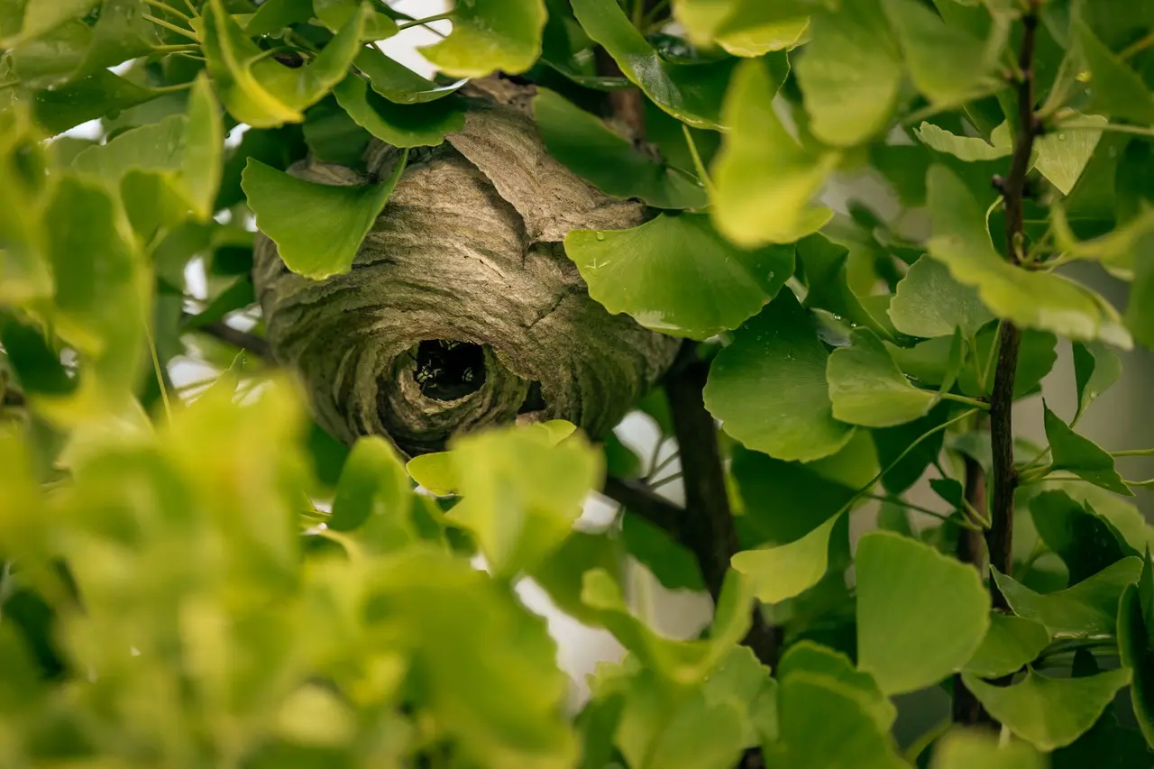 Wasp Nest Removal from Bushes