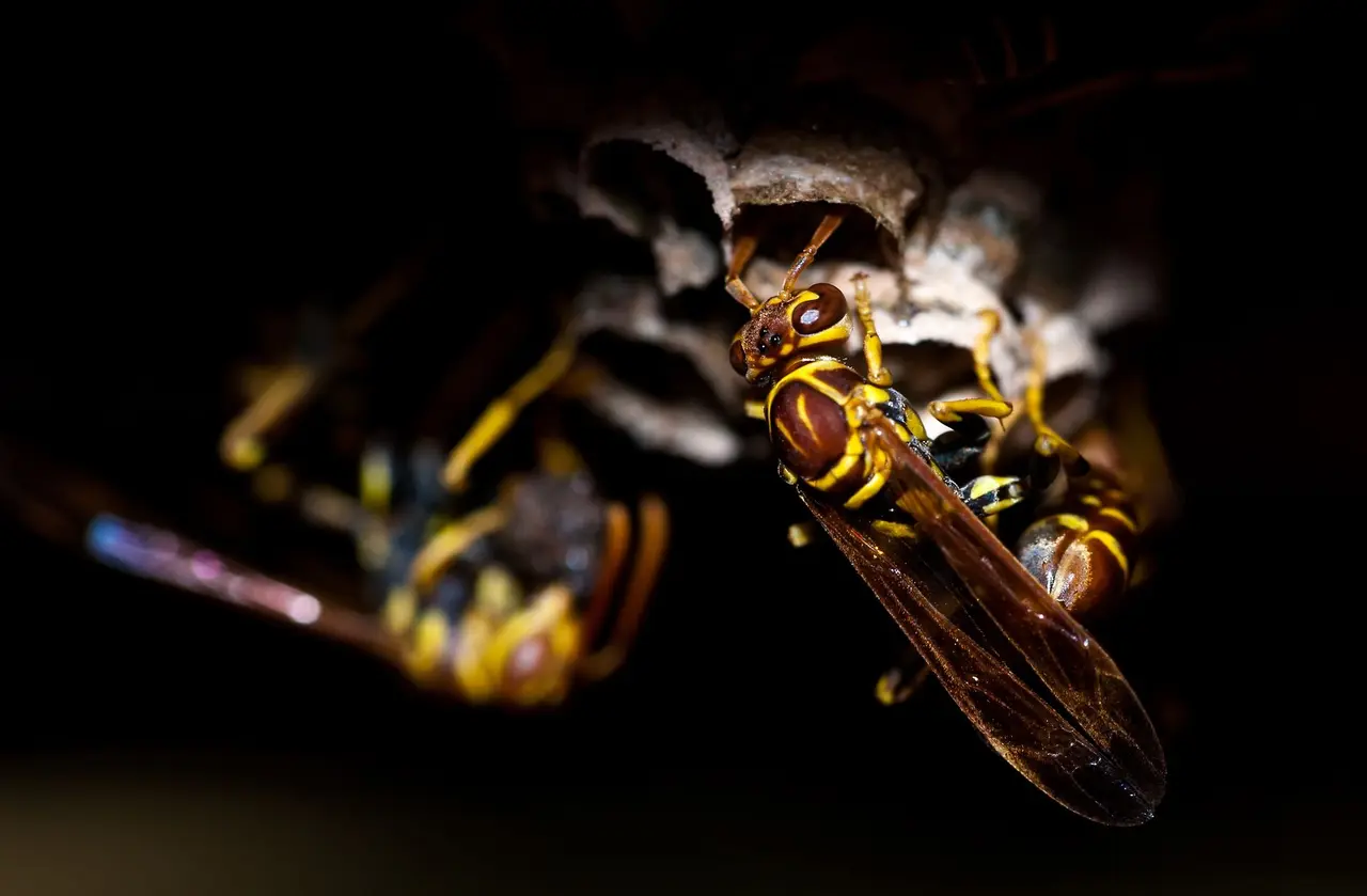 Wasp Nest Removal from Deck