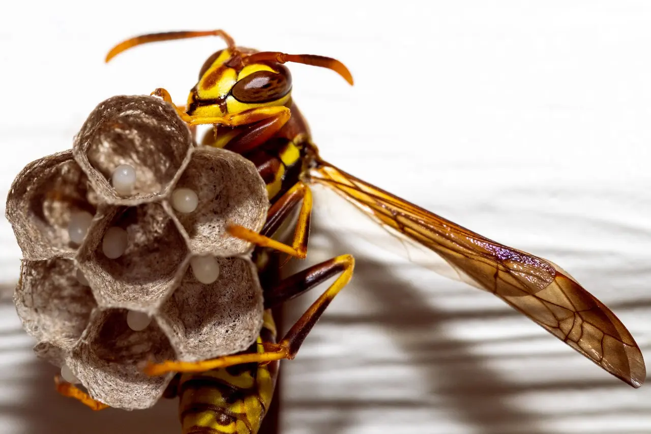 Wasp Nest Removal from Eaves