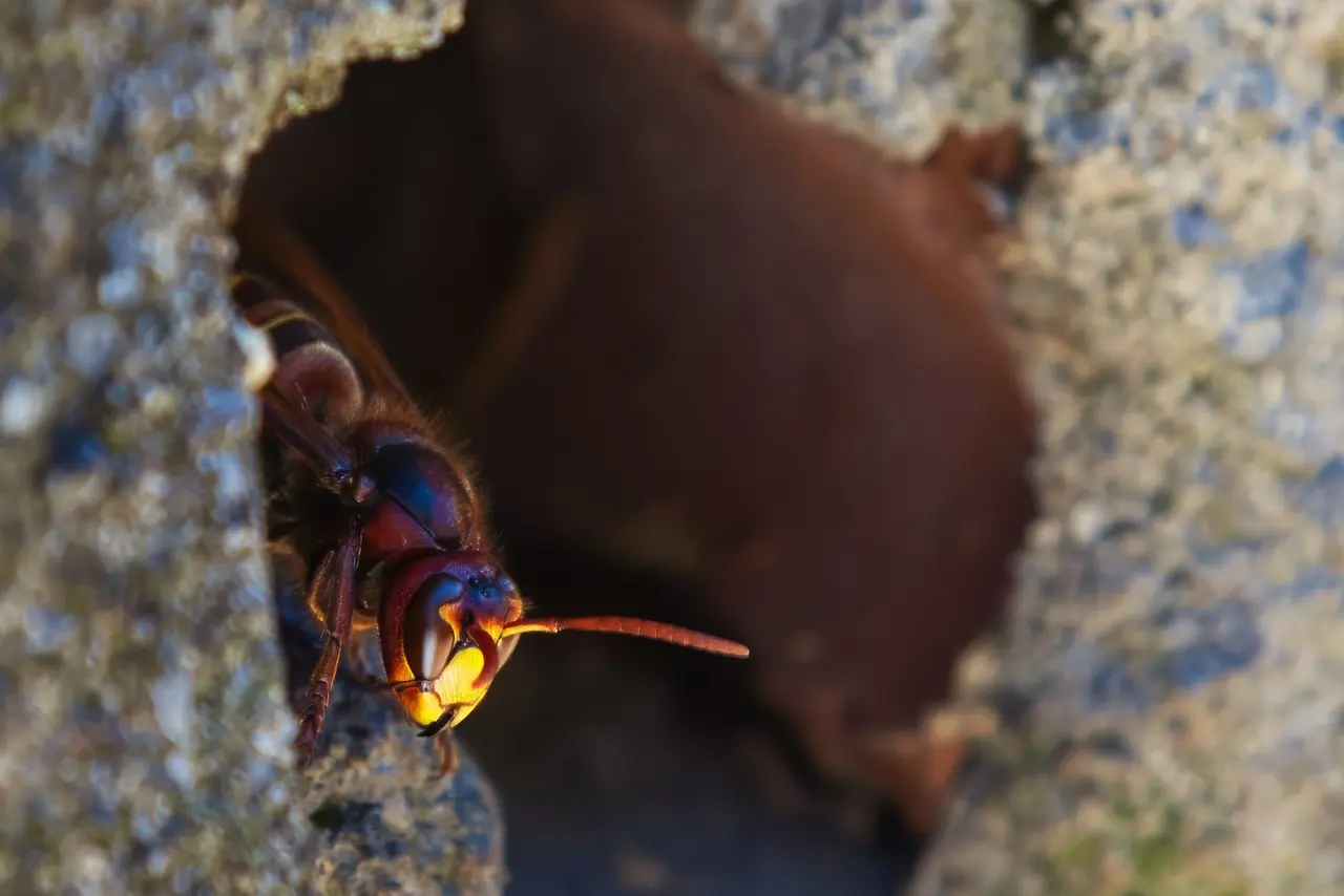 Wasp Nest Removal from Garage