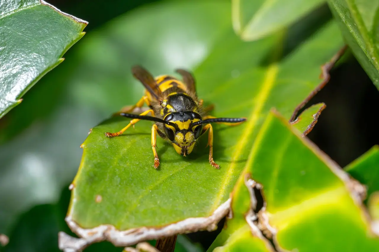 Wasp Nest Removal from Porch