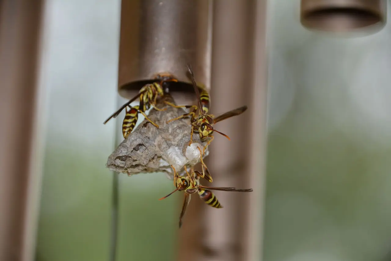Wasp Nest Removal from Roof