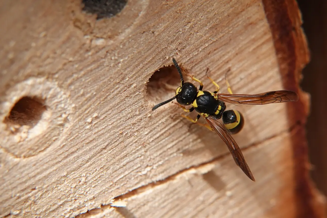 Wasp Nest Removal from Shed