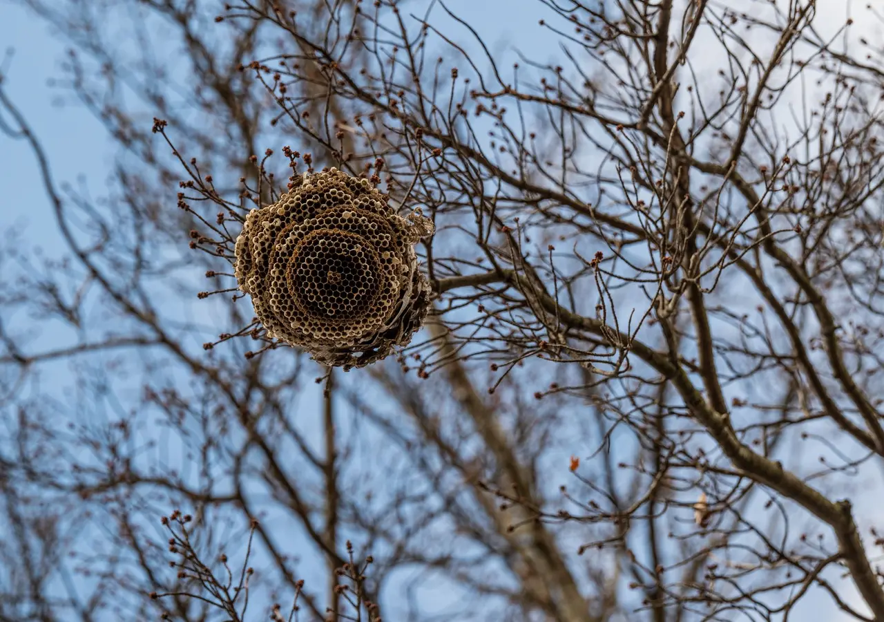 Wasp Nest Removal from Trees