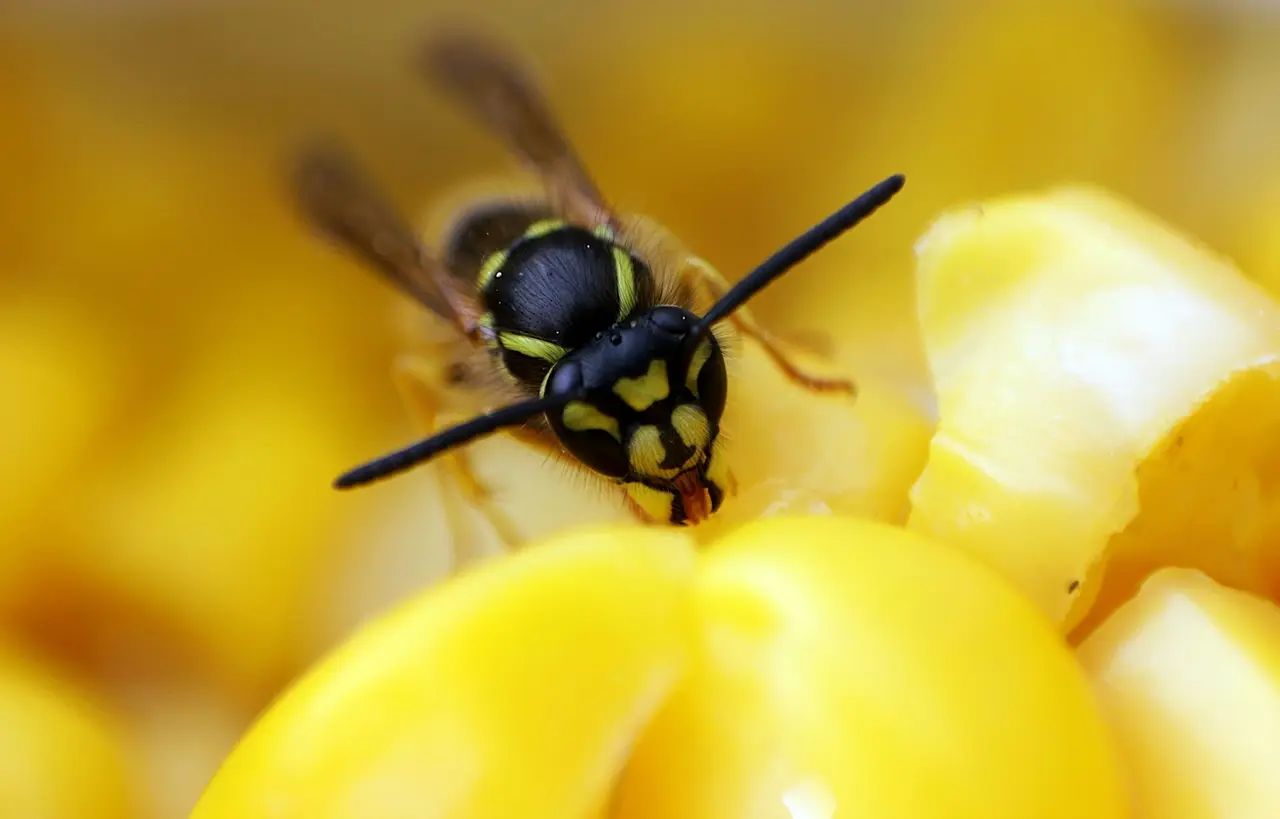 Wasp Nest Removal from Yard
