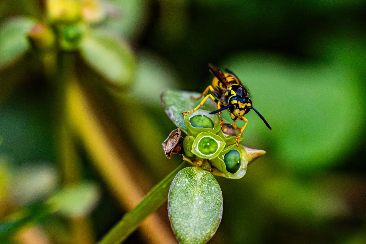 Wasp Nest Treatment
