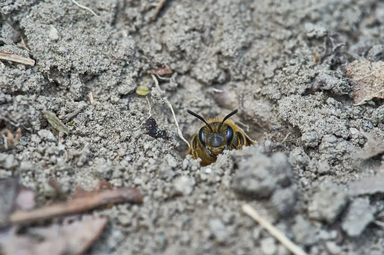 Yellow Jacket Burrow Treatment
