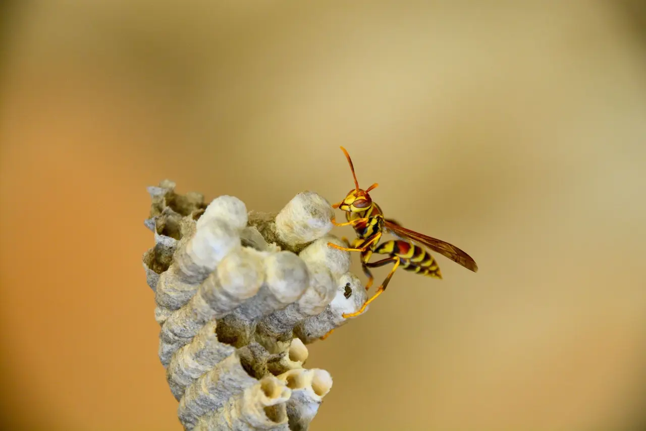 Yellow Jacket Nest Removal